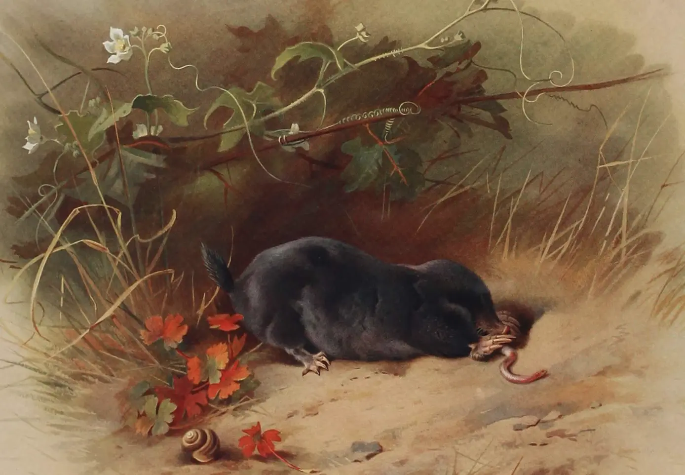 Кріт. Як боротись?