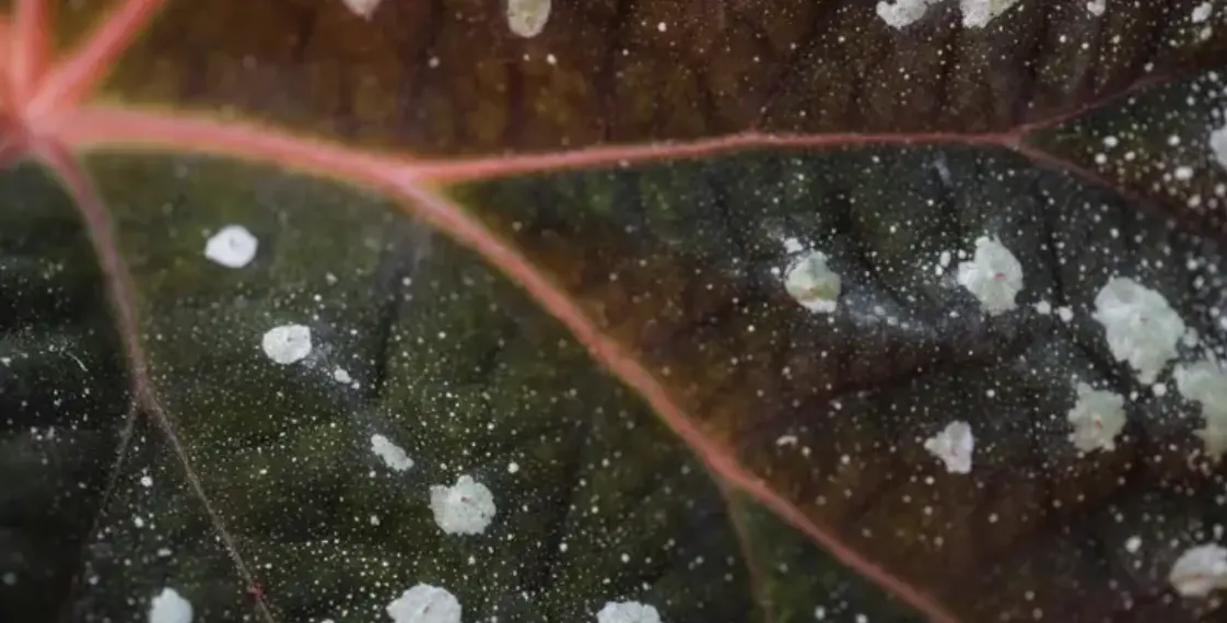 Як позбутися борошнистої роси?