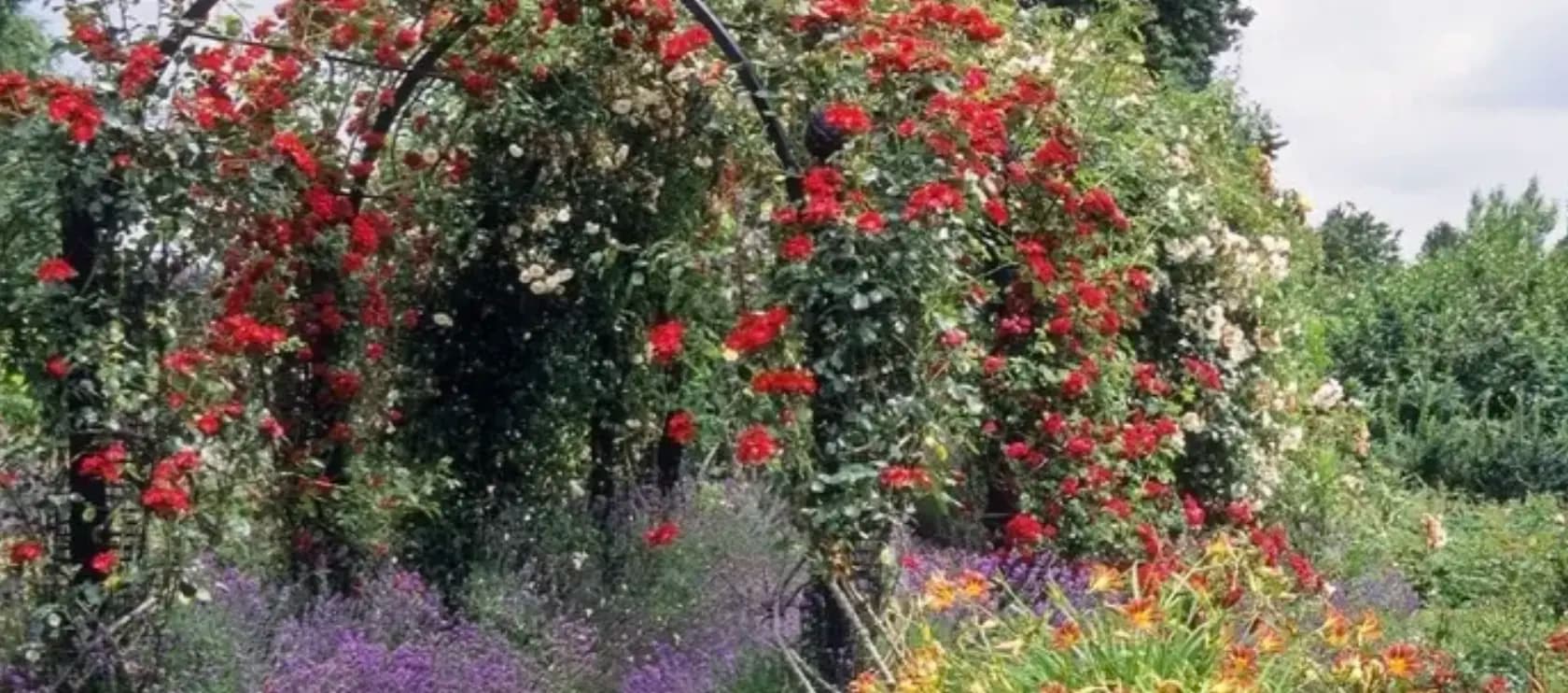 П’ять смаків лимонника китайського