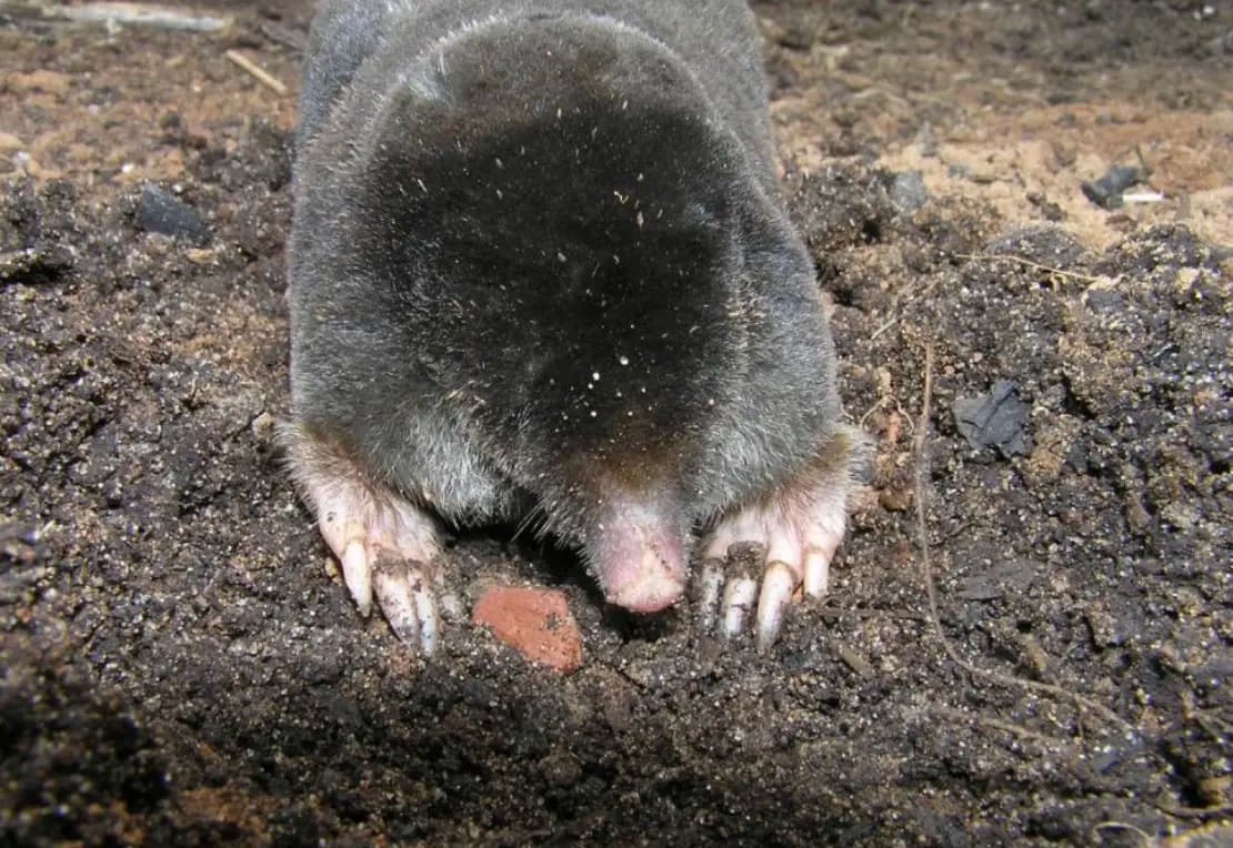 Кріт. Як боротись?