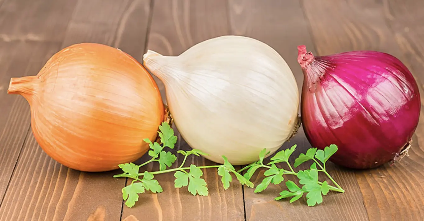 Цибуля ріпчаста: вирощування, догляд і захист від шкідників