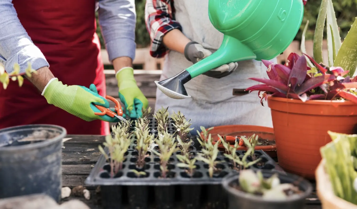 Що робити в саду та огороді у березні: повний календар робіт