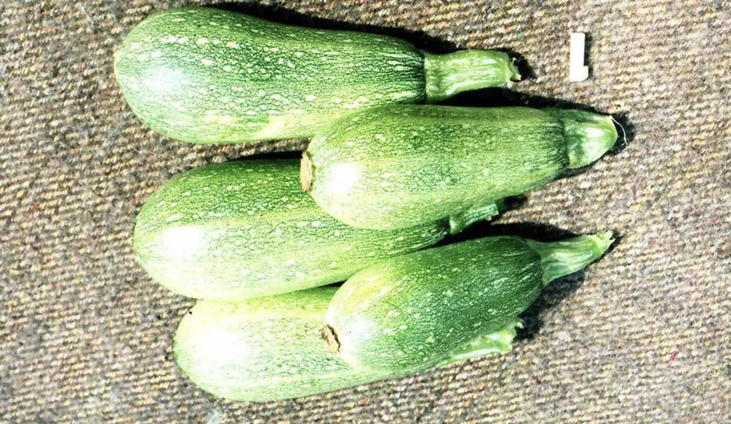 Кабачок: користь, вирощування та зберігання