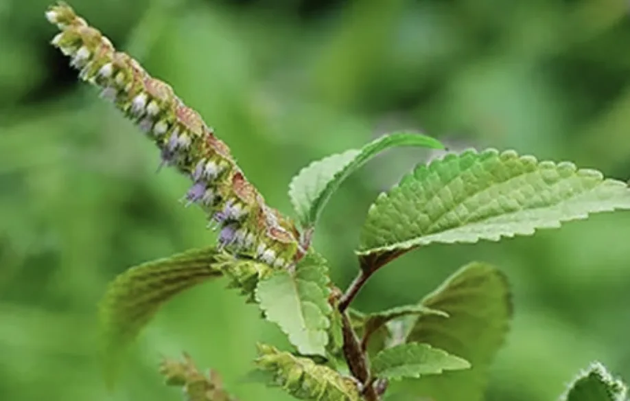 Ельсгольція Патрена — пряна м’ята з Азії у вас вдома