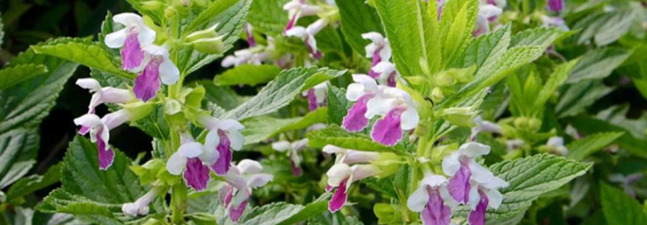 Кадило сарматське: лісовий бальзам у вашому саду