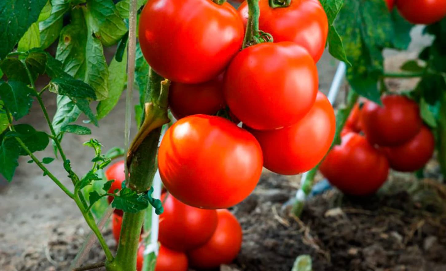 Найкращі сорти помідорів: огляд