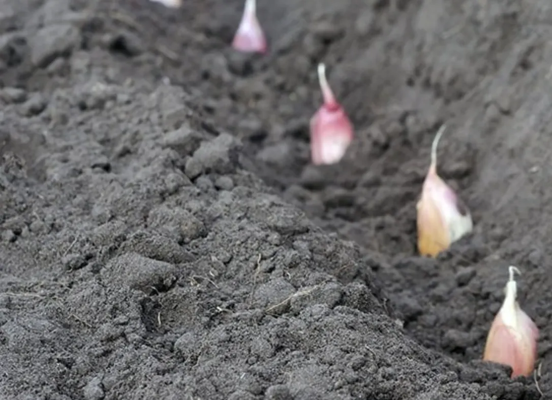 Що робити в саду і городі у квітні: повний календар робіт