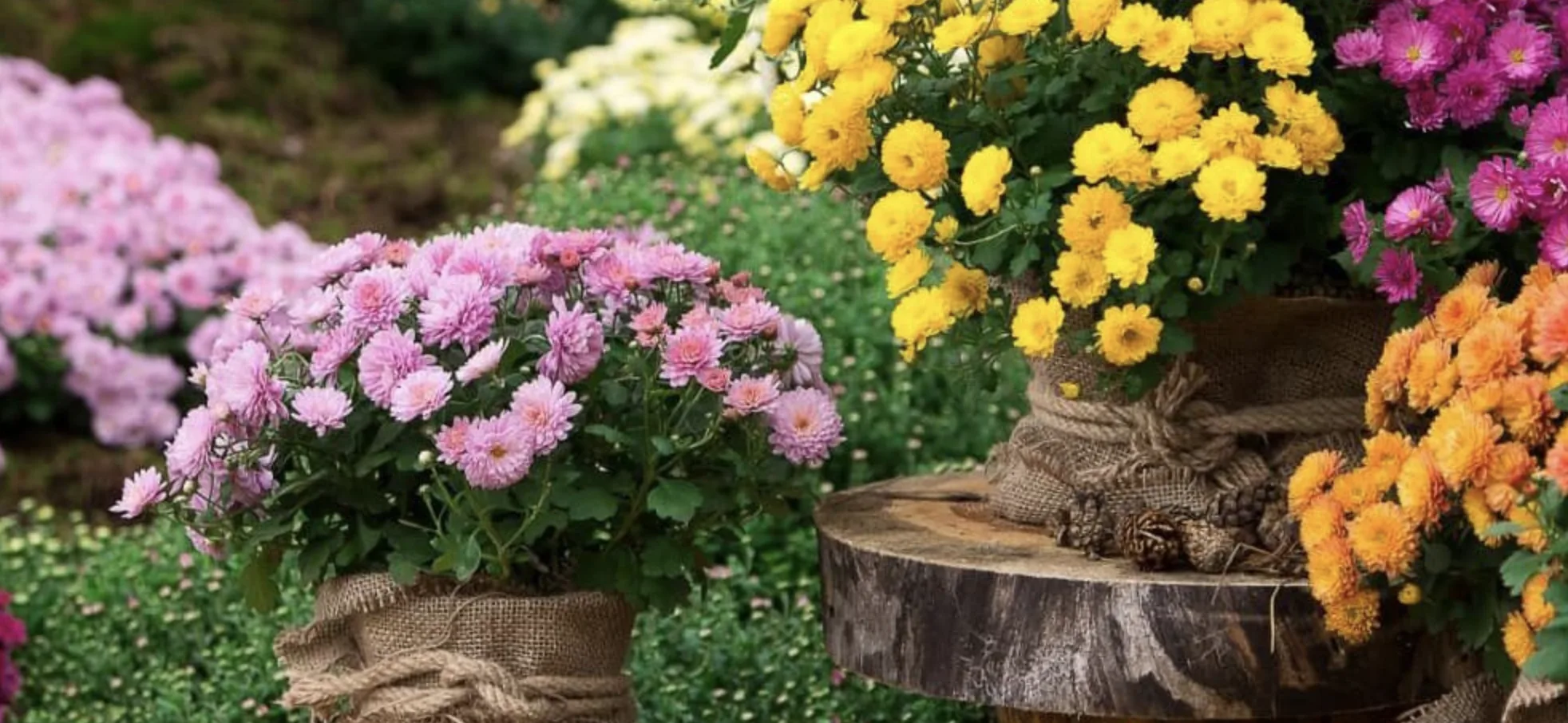 Що робити в саду і городі у квітні: повний календар робіт 3